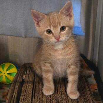 Gorgonzola -  Domestic Short Hair Cat for Adoption in Park Falls, Wisconsin - Gorgonzola | PetCurious