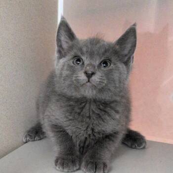 Domestic Medium Hair Cats Available for Adoption in Reno, Nevada - Canon | PetCurious