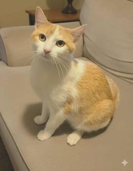 Rescue Domestic Short Hair Cats for Adoption in Minneapolis, Minnesota - Spaghettio | PetCurious