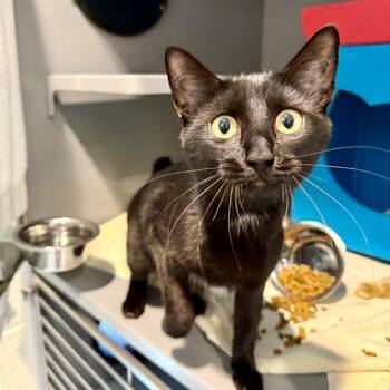 WEDNESDAY -  Domestic Short Hair Cat for Adoption in Leesburg, Virginia - WEDNESDAY | PetCurious