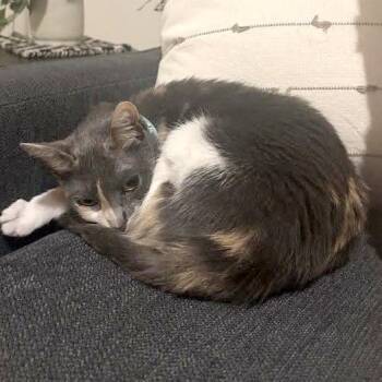 Patchwork Quilt -  Domestic Short Hair Cat for Adoption in Austin, Texas - Patchwork Quilt | PetCurious