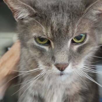 Damien - 15 yo senior -  Domestic Short Hair Cat for Adoption in Myrtle Beach, South Carolina - Damien - 15 Yo Senior | PetCurious