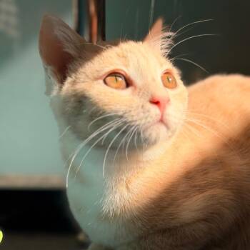 Toulouse -  Domestic Short Hair Cat for Adoption in Gainesville, Florida - Toulouse | PetCurious