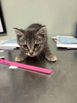 Domestic Short Hair Cats Available for Adoption in Picayune, Mississippi - Mamas Joy | PetCurious