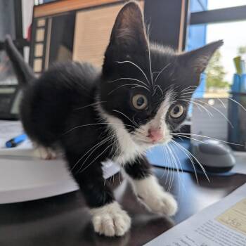 Boots -  Domestic Short Hair Cat for Adoption in Dearborn, Michigan - Boots | PetCurious