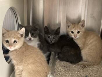 MARGOT -  Domestic Short Hair Cat for Adoption in Tustin, California - MARGOT | PetCurious