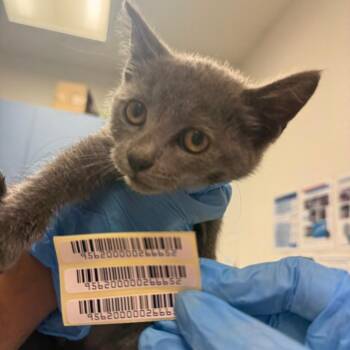 Crab Apple -  Domestic Medium Hair Cat for Adoption in Charleston, West Virginia - Crab Apple | PetCurious