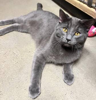 Domestic Short Hair Cats Available for Adoption in Vaughan, Ontario - Ozzy (bonded With Mocha) | PetCurious