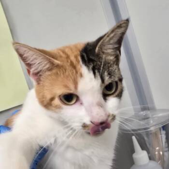 Jinx -  Domestic Short Hair Cat for Adoption in Concord, North Carolina - Jinx | PetCurious