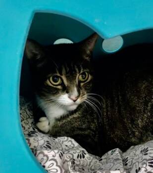 Shania -  Domestic Short Hair Cat Available for Adoption in Stratham, New Hampshire - Shania | PetCurious