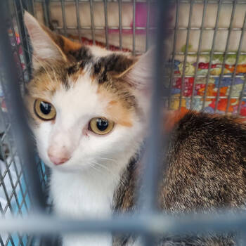 Rescue Domestic Short Hair Cats for Adoption in Kansas City, Missouri - Cali | PetCurious