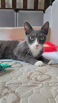 Molly -  Domestic Short Hair Cat for Adoption in Fayetteville, Arkansas - Molly | PetCurious