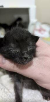 Morph -  Domestic Short Hair Cat for Adoption in Kennewick, Washington - Morph | PetCurious