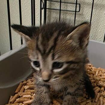 Pedro -  Domestic Short Hair Cat for Adoption in Bronson, Florida - Pedro | PetCurious