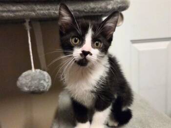PEPPERMINT PATTY -  Domestic Short Hair Cat for Adoption in Fort Wayne, Indiana - PEPPERMINT PATTY | PetCurious