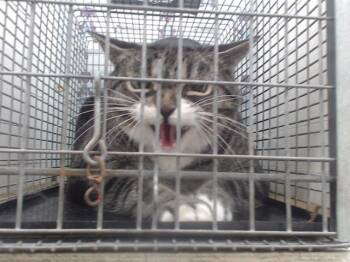 ZOE -  Domestic Long Hair Cat for Adoption in Orlando, Florida - ZOE | PetCurious