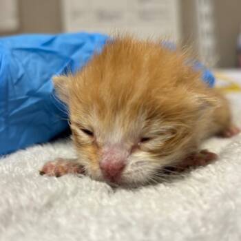 Egg -  Domestic Short Hair Cat for Adoption in Yuma, Arizona - Egg | PetCurious