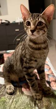 Rescue Domestic Short Hair Cats for Adoption in Bonsall, California - Leo 4844 | PetCurious