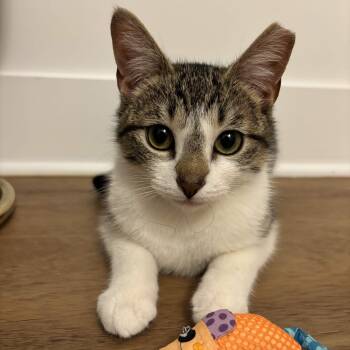 Domestic Short Hair Cats Available for Adoption in Weehawken Township, New Jersey - Kevin | PetCurious