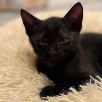 Fiddle -  Domestic Short Hair Cat Available for Adoption in Columbia, Missouri - Fiddle | PetCurious