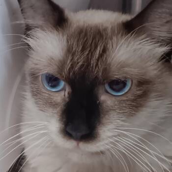 Jasper -  Siamese Cat for Adoption in Jupiter, Florida - Jasper | PetCurious