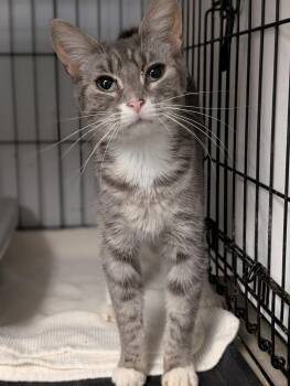 Basil -  Domestic Short Hair Cat for Adoption in Tilton, Illinois - Basil | PetCurious
