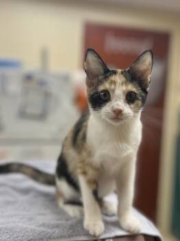MAPLE -  Domestic Short Hair Cat for Adoption in Aliquippa, Pennsylvania - MAPLE | PetCurious