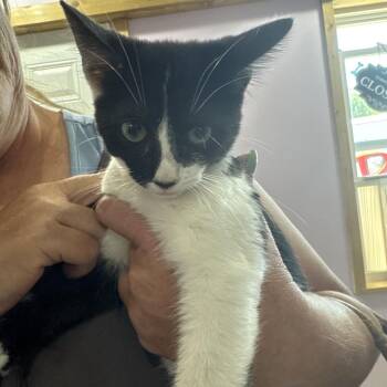 Opera -  Domestic Short Hair Cat for Adoption in West Plains, Missouri - Opera | PetCurious