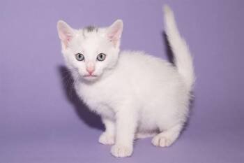 Domestic Short Hair Cats Available for Adoption in Santa Monica, California - PARM | PetCurious