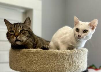 Grandpa Zach & Little Lilah -  Domestic Short Hair Cat for Adoption in Lawrenceville, Georgia - Grandpa Zach & Little Lilah | PetCurious