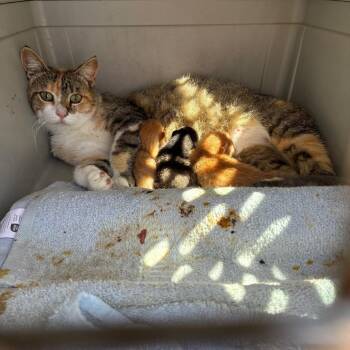 Genie -  Domestic Short Hair Cat for Adoption in Morganfield, Kentucky - Genie | PetCurious