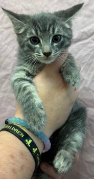 Betty -  Domestic Short Hair Cat for Adoption in Trenton, New Jersey - Betty | PetCurious