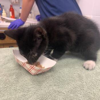 Jafar -  Domestic Short Hair Cat for Adoption in West Palm Beach, Florida - Jafar | PetCurious