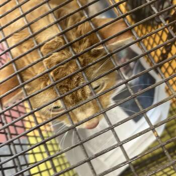 Domestic Short Hair Cats Available for Adoption in Philadelphia, Pennsylvania - Ozzy | PetCurious