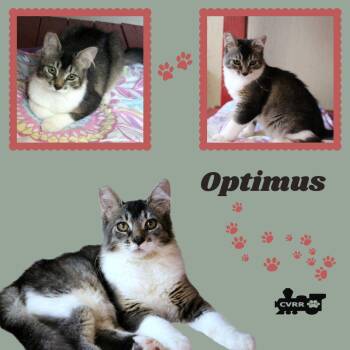 Optimus (Cat) -  Domestic Medium Hair and Tabby Cat for Adoption in Lindsay, California - Optimus (Cat) | PetCurious