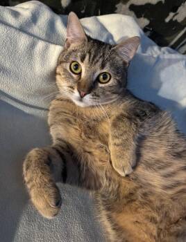 Domestic Short Hair Cats Available for Adoption in Maple Ridge, British Columbia - Riptide | PetCurious