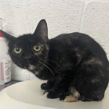 Clara -  Domestic Short Hair Cat for Adoption in Edinburg, Texas - Clara | PetCurious