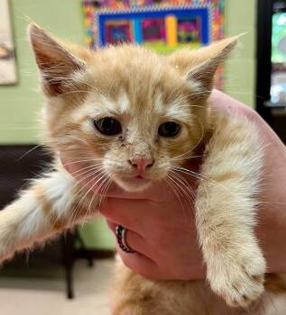 Domestic Medium Hair Cats Available for Adoption in Burnsville, North Carolina - Queso | PetCurious