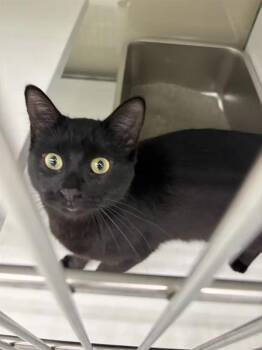 Muffin Bug -  Domestic Short Hair Cat for Adoption in Saint Paul, Minnesota - Muffin Bug | PetCurious
