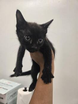 VOID -  Domestic Short Hair Cat for Adoption in Corpus Christi, Texas - VOID | PetCurious