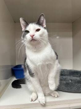 Ken Adams -  Domestic Short Hair Cat for Adoption in Corpus Christi, Texas - Ken Adams | PetCurious