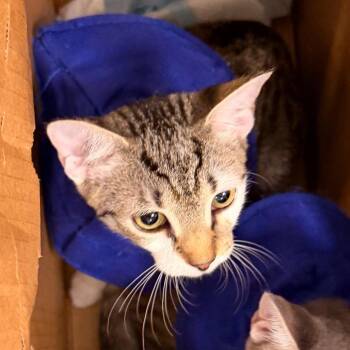 Vee -  Domestic Short Hair Cat for Adoption in Philadelphia, Pennsylvania - Vee | PetCurious