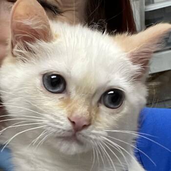 Cauliflower -  Siamese Cat for Adoption in Webster, Texas - Cauliflower | PetCurious