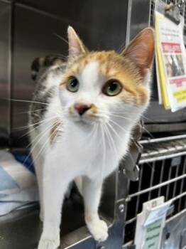 Domestic Short Hair Cats Available for Adoption in Simcoe, Ontario - Francine | PetCurious