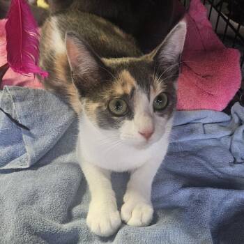 Domestic Short Hair Cats Available for Adoption in Jupiter, Florida - Calypso | PetCurious