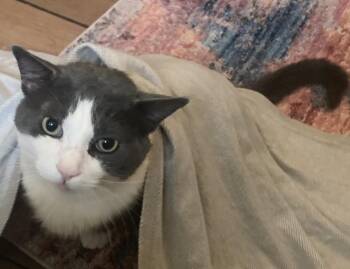 Rescue Domestic Short Hair Cats for Adoption in Kalamazoo, Michigan - Clyde | PetCurious