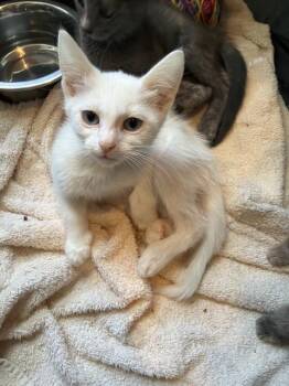 PERLA -  Domestic Short Hair Cat for Adoption in Dallas, Texas - PERLA | PetCurious