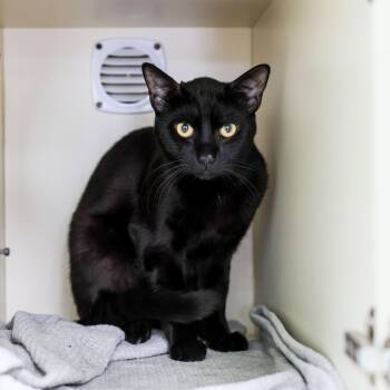 Lone Ranger -  Domestic Short Hair Cat for Adoption in Los Angeles, California - Lone Ranger | PetCurious