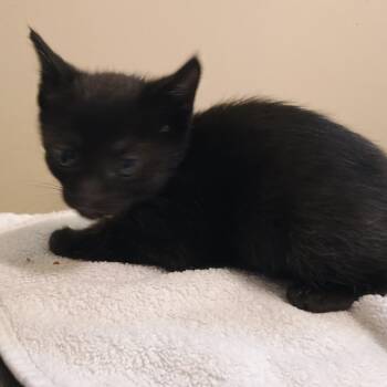 Corn -  Domestic Short Hair Cat for Adoption in Pasadena, California - Corn | PetCurious
