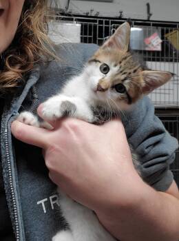 Nikki -  Domestic Short Hair Cat for Adoption in Jefferson, New Jersey - Nikki | PetCurious